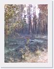 bosque quemado 6